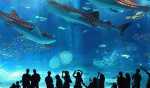 Du Lịch Nha Trang Vinpearl Land - Vé Vin Wonders + Buffet Trưa + Cáp treo 1 chiều